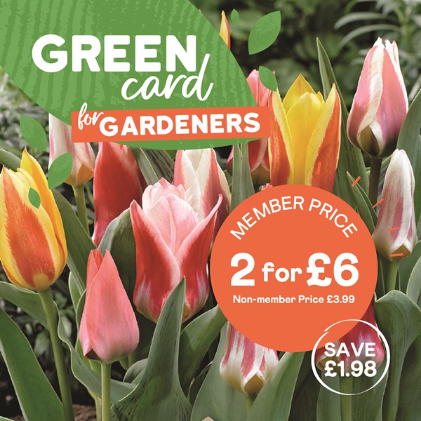 Prins Spring Flowering Bulb Packs